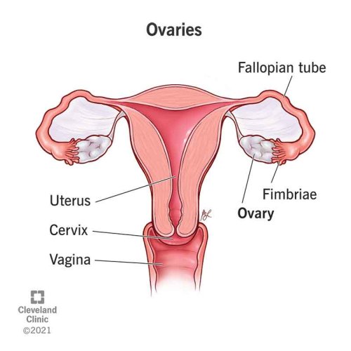 Ovaries Anatomy Function Hormones Conditions Flipboard    Medium 