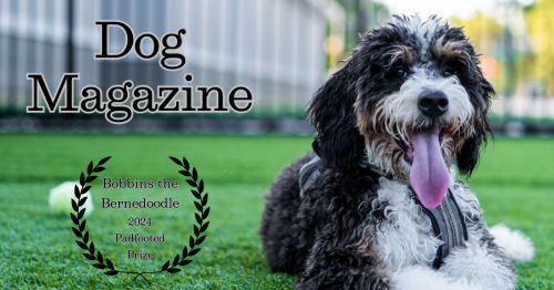 Major Uproar: Millions Of Dogs Are Furious After Dog Magazine (Paris Review For Dogs) Awarded Bobbins The Bernedoodle (A Pretty Unremarkable Dog) The 2024 Padfooted Prize (Basically Like The Dog Version Of An Oscar/Nobel Prize)