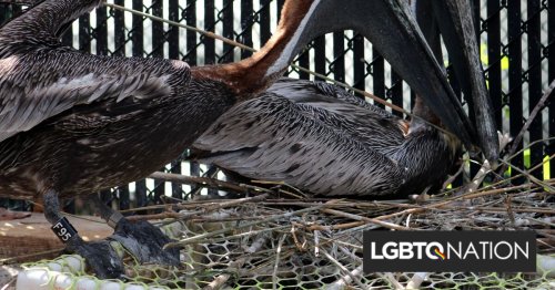 An inspiring gay pelican couple has stayed together for nearly two decades