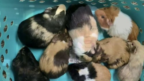 Farmington Hills police save nearly a dozen guinea pigs abandoned in freezing cold