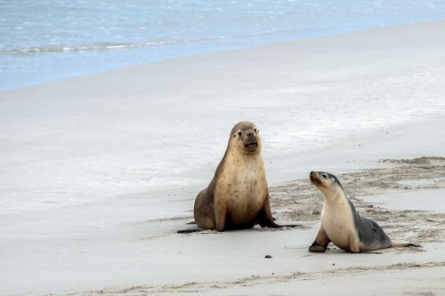 Toxic firefighting chemicals found in sea lions and seals in Australia