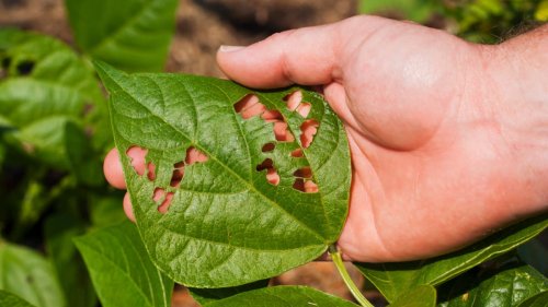 8 ways to keep garden pests under control