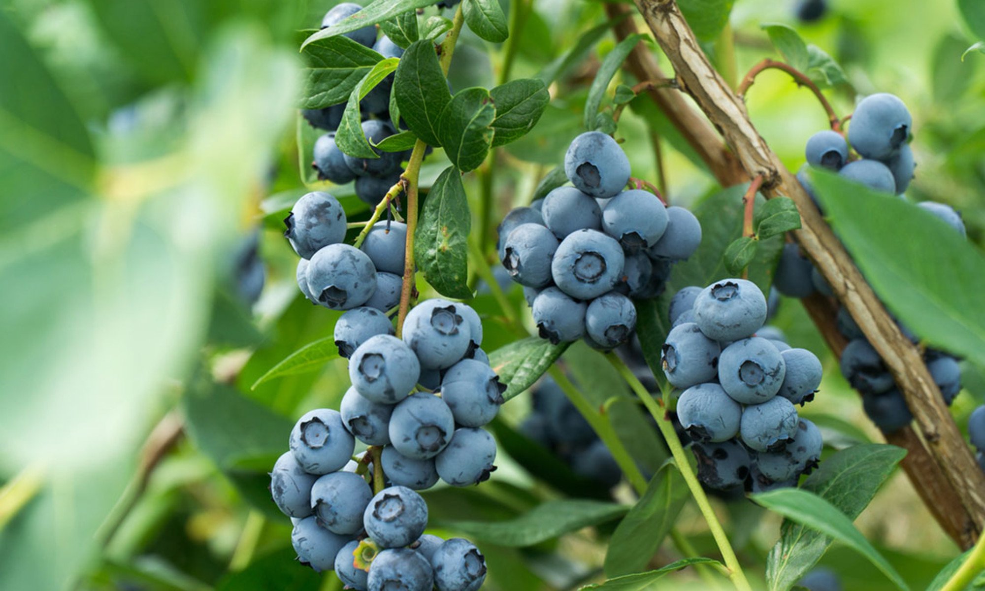 Why New Research Says Older Adults Benefit From Eating Wild Blueberries Daily