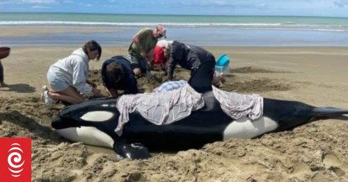 Mother orca dies before daughter helped out to deeper waters