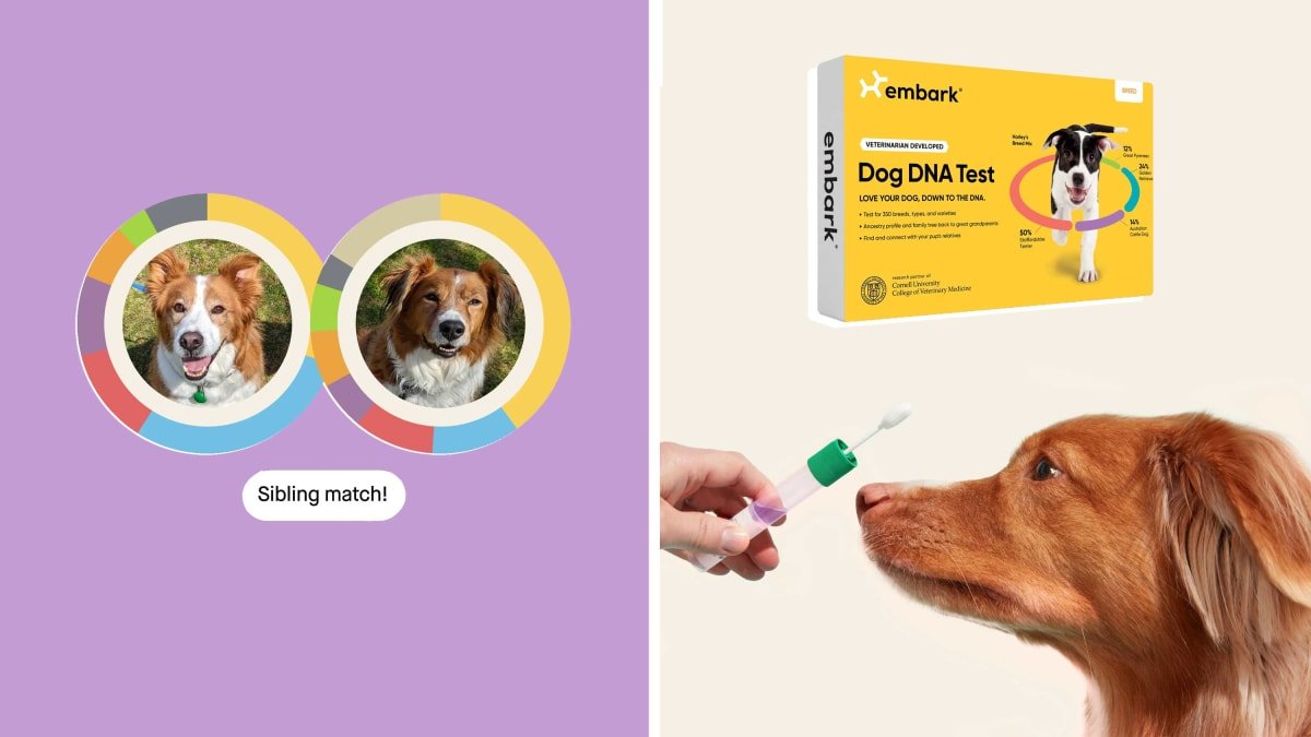 The Reviewed-approved Embark dog DNA test is as low as $99