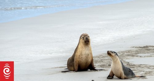 Toxic firefighting chemicals found in sea lions and seals in Australia