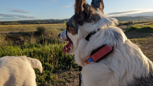 This dog tracker will give you real-time health insights for your pup—and it’s only $99