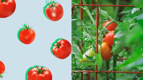 Tomato cages are key to growing summer’s favorite fruit