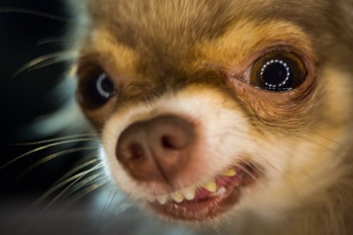 Qu'est-ce que Chihuahua, ce nouveau malware qui cible votre navigateur et vos cryptomonnaies?