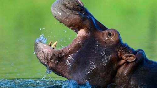 Pablo Escobar's hippos have become an invasive species in Colombia