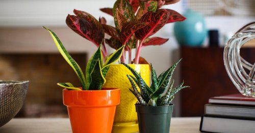 The best indoor plants for cleaner air