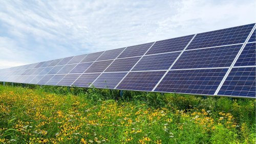 Solar Panels and Native Plants Tackle Two Crises at Once