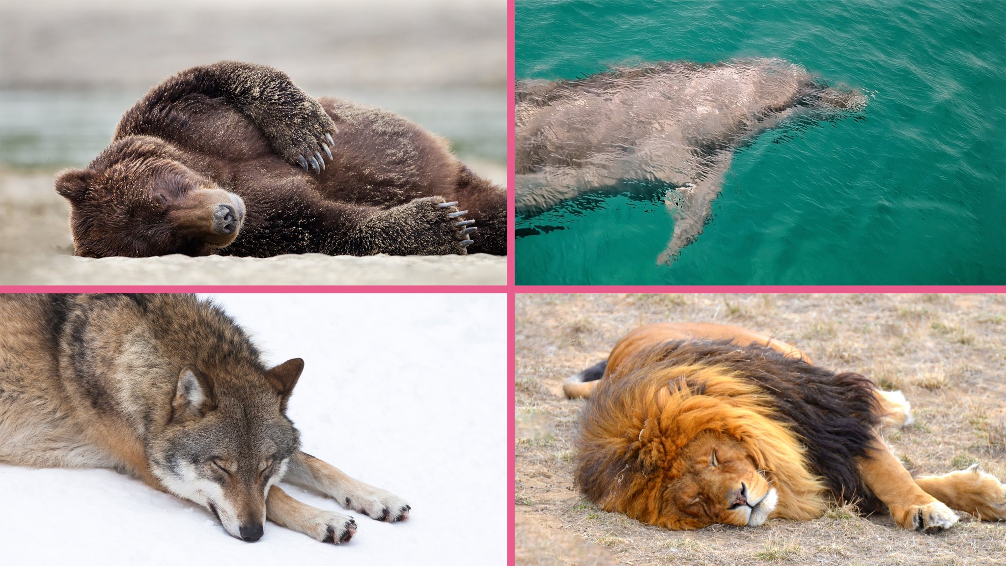 Here’s the Ideal Sleep Schedule Based on Your Chronotype