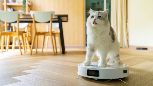 Amazon Pet Day Is Done, but These Pet-Friendly Deals Remain