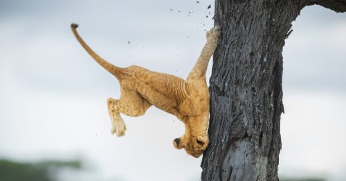 Derpy Lion Cub Takes Top Honors in 2022 Comedy Wildlife Photography Awards Competition