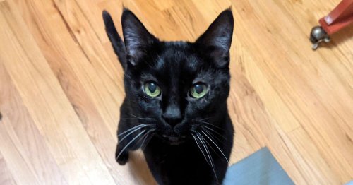 Scientists develop a cat quiz to tell you what kind of owner you are