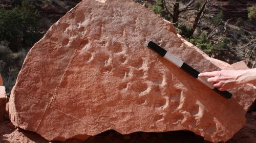 Animal tracks found in the Grand Canyon are the oldest ever, paleontologists say