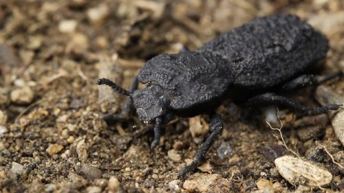 The diabolical ironclad beetle is practically indestructible. Now scientists know why