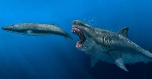 Extinct Megalodon Sharks 'Could Fully Consume Prey the Size of Today's Killer Whales'