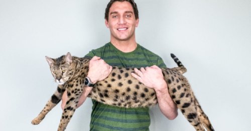 Meet the World's Tallest Living Cat: 'He Grew Like Clifford,' Owner Says
