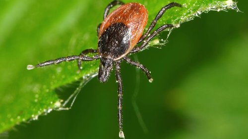 Tick Season Has Arrived. Try This Trick to Safely Remove a Tick Without Tweezers