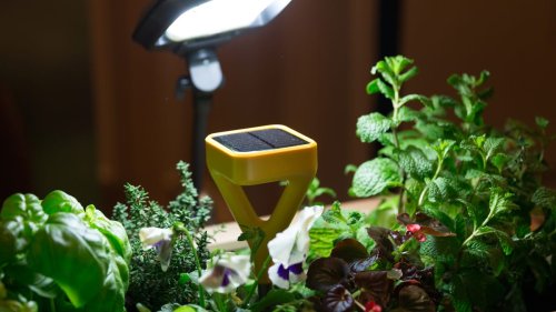 The gates are open -- the Edyn Garden Sensor hits online retailers
