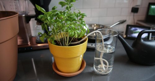 4 Foolproof Ways to Keep Your Plants Alive While You're Traveling