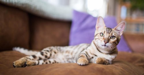 Cat Peed On the Couch? Here's How to Clean It