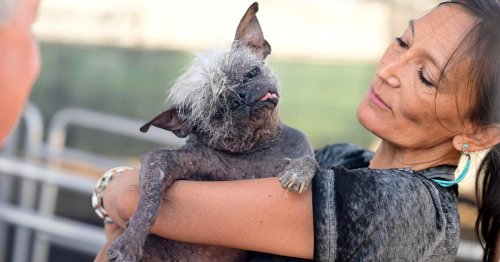 'Mr. Happy Face' Wins World's Ugliest Dog Contest