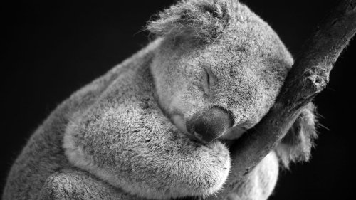 A World Without Koalas? What We Can Do Before It's Too Late