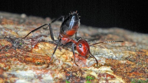 New 'exploding ant' species sounds like a bad dream