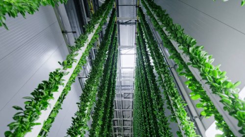 Vertical Farming: How Technology Is Changing the Future of Agriculture