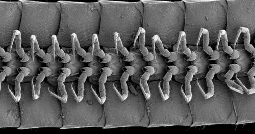 A god of the underworld: Discovery of world's first 'true' millipede with over 1,000 legs