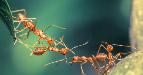 20 Quadrillion Ants Roam the Earth Right Now, Scientists Say