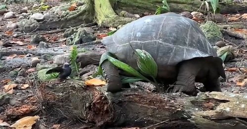 Horrifying&#39;: Giant tortoise eats baby bird, despite vegetarian reputation - Flipboard