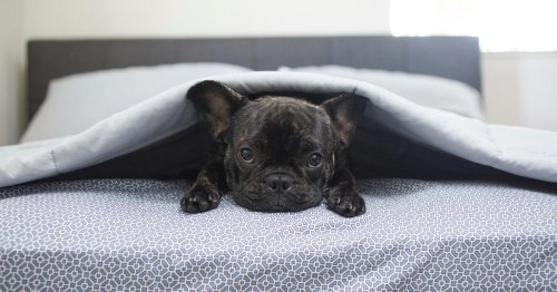 Reasons It Might Be Time to Let Your Pet Sleep in Their Own Bed