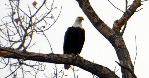 Extremely Rare White Bald Eagle Captured on Video Looking Absolutely Majestic