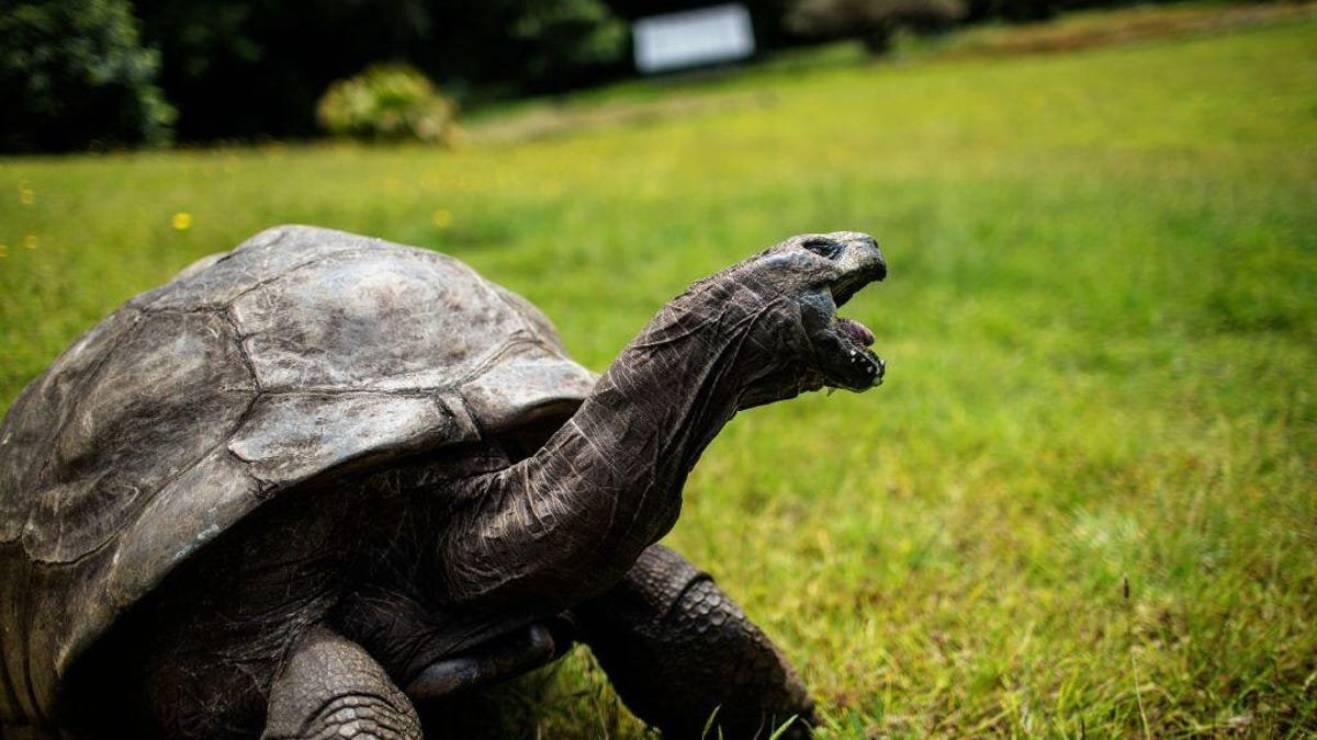It Was a Hoax: Jonathan, the World's Oldest Tortoise, Is Still 'Alive and Well'