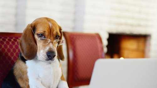 Your Pet Cam Questions Answered: Safety, Cost, Installation and More