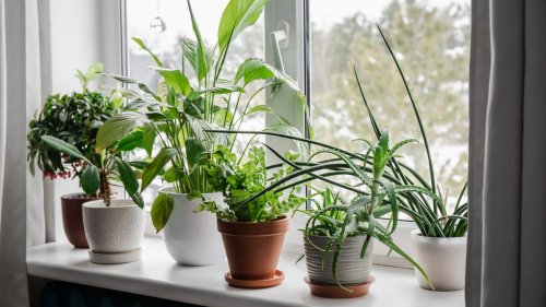 10 Best Places to Buy Plants Online in 2025