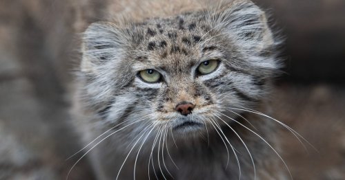 Scientists Find Elusive, Grumpy-Looking Cats Living on Mount Everest