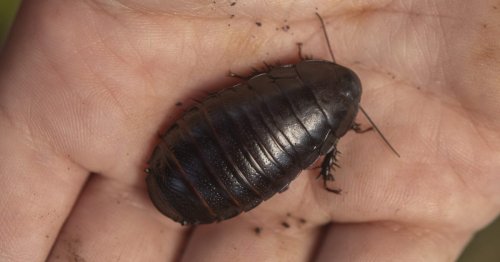 'Great News': Scientists Rediscover Cockroach Thought to Be Extinct Since the 1930s