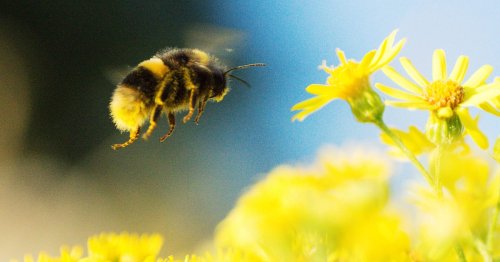 Scientists Prove Bumblebees Like to Play With Toys