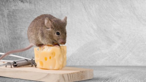 Wondering How to Keep Out Mice? We Asked an Expert for Tips