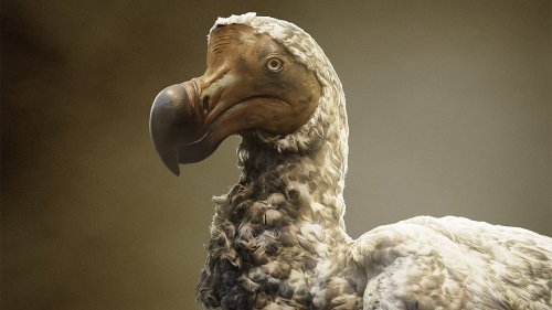 Resurrecting the Dodo: How Scientists Plan to De-Extinct an Iconic Species