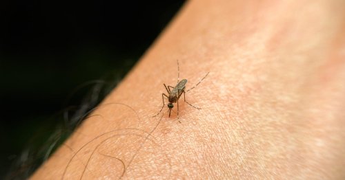 Do You Get Bitten by Mosquitos Often? They Might Be Attracted to Your Blood Type