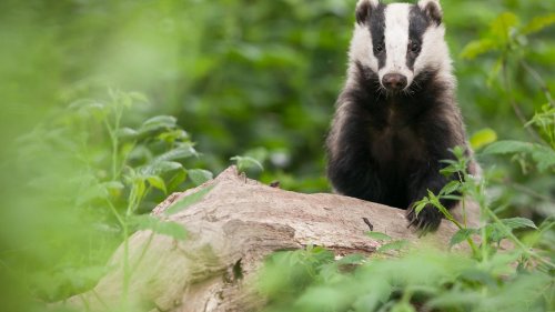 Google's AI Overviews Take a (Badger) Licking. Why It Matters