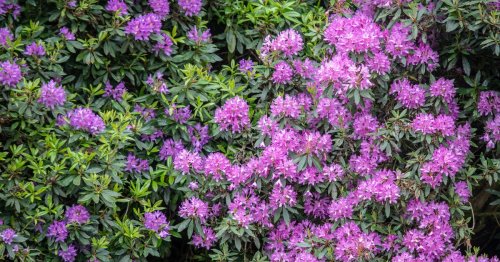 10 Winter-Hardy Plants That Will Survive the Coldest Weather