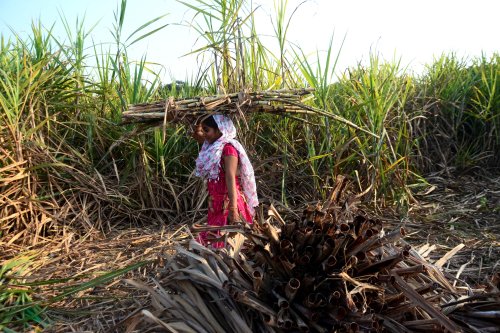 Inde : des femmes forcées de se faire enlever l’utérus pour rester productives dans les champs