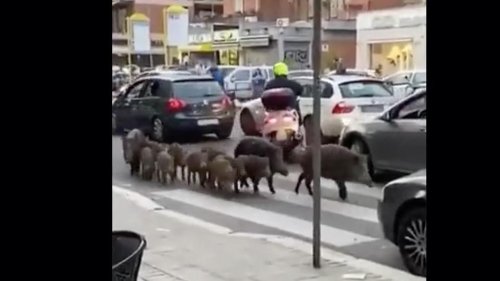 Italie : les sangliers continuent d'envahir Rome (vidéo)